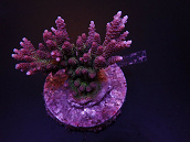 Acropora hyacinthus 6-8 cm Red with purple tip