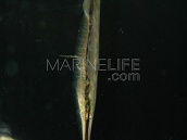 Aeoliscus strigatus 8-10 cm