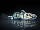 Amblygobius phalaena 7-8 cm