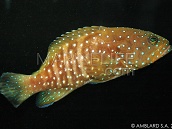 Cephalopholis cyanostigma Juvenile 10-15 cm Yellowish fins. Grey or blue body.