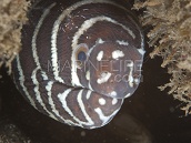 Gymnomuraena zebra M