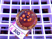 Mycedium elephantotum Frag 300 Extra Australie