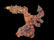 Abdopus aculeatus M