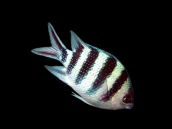 Abudefduf sexfasciatus 3-5 cm