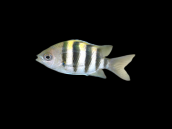 Abudefduf vaigiensis 3-5 cm
