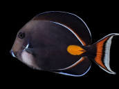 Acanthurus achilles 8-10cm