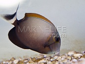 Acanthurus bariene 12-18 cm