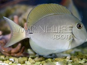 Acanthurus blochii 8-12 cm