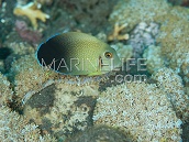 Acanthurus pyroferus Juvenile <5 cm Imitates centropyge vroliki.