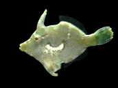 Acreichthys tomentosus M