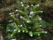 Acropora abrolhosensis 6-8 cm