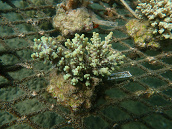 Acropora aculeus 6-8 cm