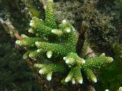 Acropora aspera 6-8 cm