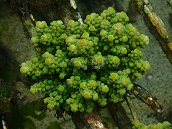 Acropora austera 6-8 cm
