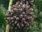 Acropora austera 6-8 cm Purple