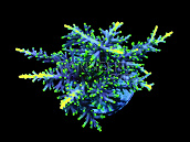 Acropora carduus S Hurlock staghorn red with yellow polyps