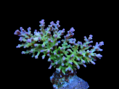 Acropora carduus S Purple