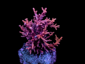 Acropora carduus S Red Dragon