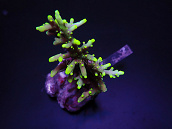 Acropora caroliniana 6-8 cm
