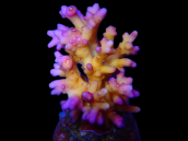 Acropora caroliniana M Purple