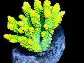 Acropora clathrata S Staghorn Yellow table