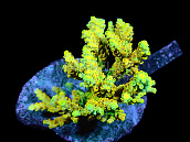 Acropora cyrtherea S Yellow Pikachu, Bright Yellow Corallites With Pink Tips