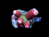 Acropora digitifera S Red Base