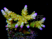 Acropora divaricata S Green Tip