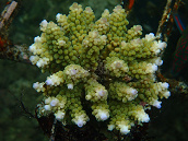 Acropora divaricata 6-8 cm
