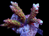 Acropora divaricata M Rainbow