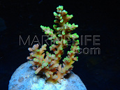 Acropora echinata S Green