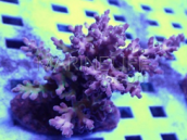 Acropora echinata 6-8 cm Purple