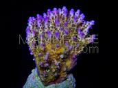 Acropora efflorescens S Purple