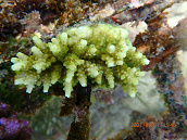 Acropora efflorescens 6-8 cm Green