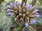 Acropora efflorescens 6-8 cm Purple