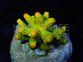 Acropora florida S Green Tip Orange