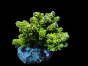 Acropora florida M Metallic Green