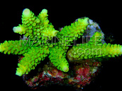 Acropora formosa S Green Lime