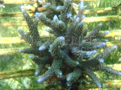 Acropora formosa 6-8 cm Blue