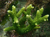Acropora formosa 6-8 cm Metallic green