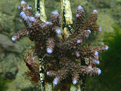 Acropora formosa 6-8 cm Purple