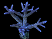 Acropora formosa M Blue