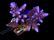 Acropora formosa S Purple