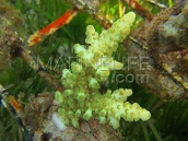 Acropora gomezi 6-8 cm Green