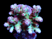 Acropora granulosa S Purple