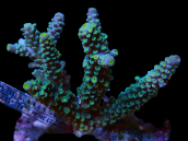 Acropora hoeksemai S Blue Tip Yellow