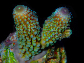 Acropora humilis S Blue / 2 Color