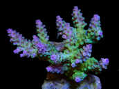 Acropora insignis M Green Purple