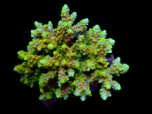 Acropora latistella M Red Yellow