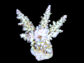 Acropora longicyathus S White/Purple